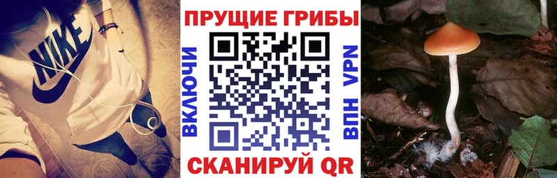 Псилоцибиновые грибы мицелий  Пошехонье 